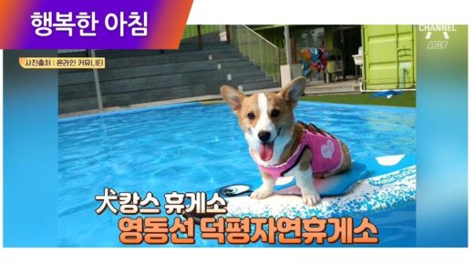 강아지를 위한 犬캉스 ‘영동선 덕평자연휴게소’의 애견 전용 풀장 | 행복한 아침 148회