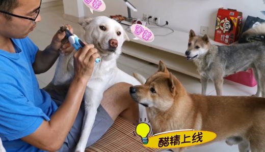 给中华田园犬剪指甲，三只狗狗反应截然不同，这差距也太大了！