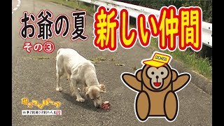 【犬】お爺の夏　その③　新しい仲間！