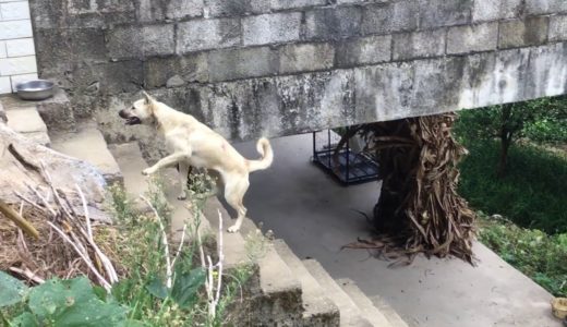 農村田園犬一天都在忙啥呢，這就是農村狗狗天天不着家的原因