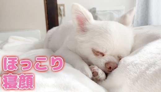 ホッコリする犬の可愛い天使の寝顔！チワワのコハク