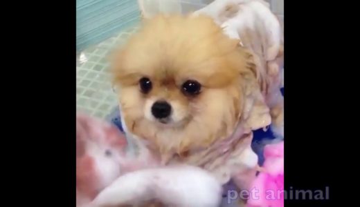 かわいい動物、犬、猫たち　おもしろペット動画＃150