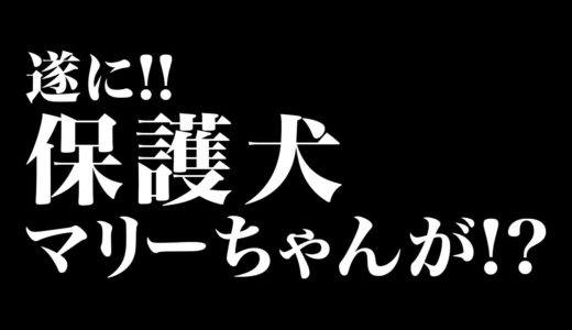 遂に！？保護犬マリーちゃんが！？