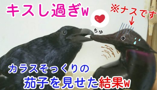 【キスしまくり】カラスそっくりのナスが採れたので見せてみたら･･･w ヤギ猫＆ファラオ姐御＆魚犬w 20190902、カラス＆四つ足トリオ