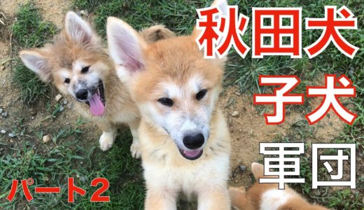 秋田犬の子犬軍団がやって来た！パート２ Animal Rescue Nursing