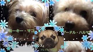 9月8日の保護犬の様子