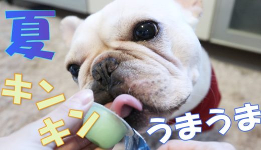 ペットショップで購入した冷たいおやつに夢中でかぶりつく犬♪【フレンチブルドッグ】