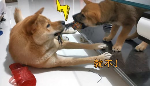 中华田园犬心机大比拼，螳螂捕蝉黄雀在后，狗娃：我太难了