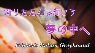 折りたたみ式イタリアングレイハウンド（イタグレ）～Foldable Italian Greyhound～【面白犬動画】