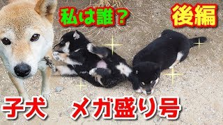 【柴犬子犬】子犬がいっぱい！メガ盛り号！　後編　太郎の犬モノガタリ　番外編