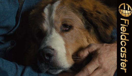 犬と飼い主の絆に感動の涙が止まらない！『僕のワンダフル・ジャーニー』