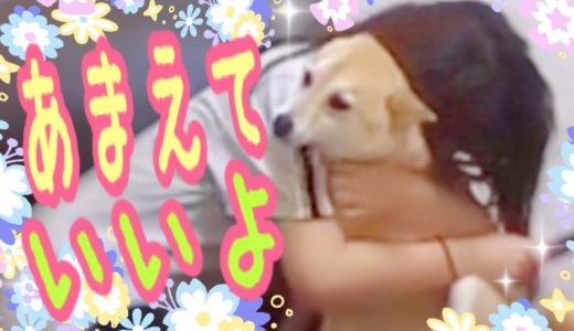 長女ちゃん　おかえり♡　癒してあげたい　犬　　❤️柴犬もみさ　んShiba Inu　Momisan　 wants to heal the eldest daughter