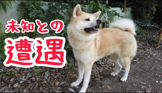 秋田犬らんぷ、クロネコ野良ちゃんと出会う～！「猫なら慣れてるよ」