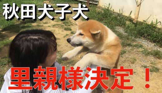 秋田犬子犬の男の子里子に出ました！Animal Rescue Nursing