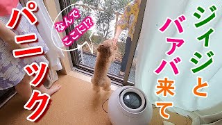 急に大好きなジィジとバァバがきて犬がパニックになったw【トイプードル】