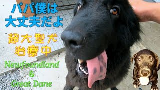 超大型犬 ニューファンドランド イヤープロテクター グレートデン 渡辺ボス NewfoundlandGreat Dane ロイヤルカナン