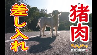 【犬】お爺に肉の差し入れ・・・