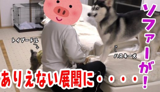 ソファーがズタボロ！意外な展開に・・・驚いた！ハスキー犬とトイプードル　husky and Poodle