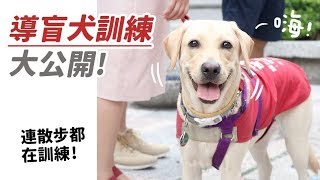 【導盲犬訓練大公開！連散步都在訓練！】狸銘調查室EP.2 志銘與狸貓