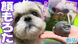 【怖!?】「かお」をもらったシーズー犬【おにいちゃん】