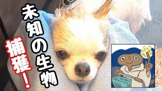 犬なのに水に濡れると未知の生物発見か！みたいになってしまうチワワｗ