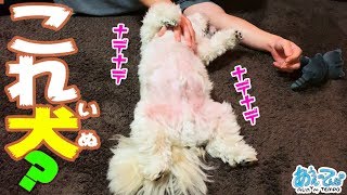 【これ犬？】ナデナデ甘えんぼタイムのシーズー犬【癒し３分】