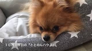 10月19日の保護犬の様子