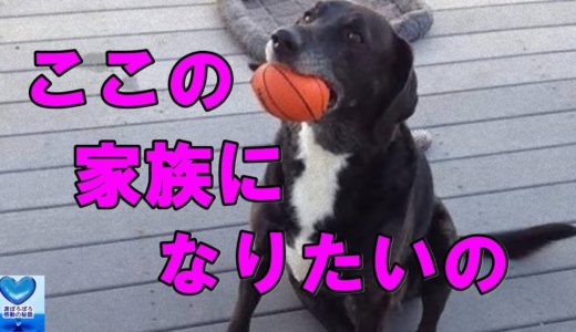 行き場をなくし家の前から立ち去ろうとしない老犬。しかしそれは自ら家族を見つけた瞬間でした【感動】