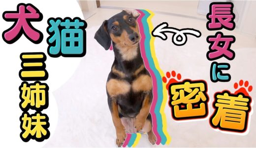 犬猫三姉妹の長女の1日に密着