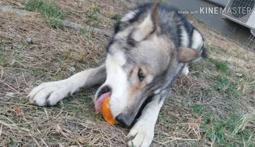 カチカチなアレを堪能する狼犬