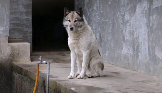 【拯救中华田园犬】国犬保护迫在眉睫，三大价值无可取代，请珍惜！