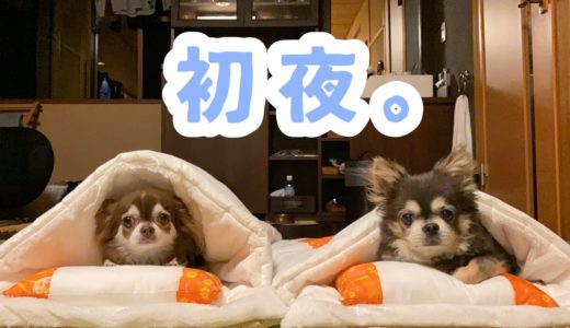 初夜を迎える？！殿様チワワ【犬】