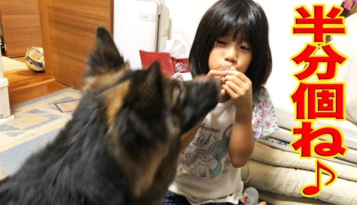 おかえり！ただいま！孫娘とシェーパード犬の日々の出来事We have had it since I was a child