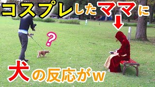 【ドッキリ】コスプレしたママが突然いたときの犬の反応が最高だったw【トイプードル】