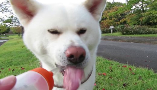 【秋田犬ゆうき】もう終わりですよ♪の声に飼い主を引っ張ってクルマまで戻る【akita dog】