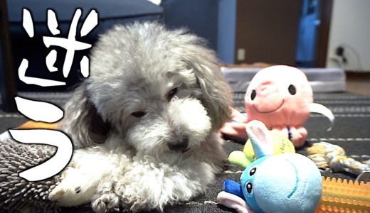 🐶たくさんあり過ぎて、どのおもちゃで遊ぶか迷う犬【トイプードルのグリィ】【犬】【dog】【toy poodle】