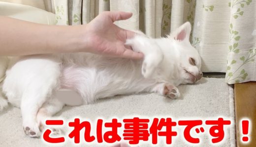 何をされても起きないぐうたら犬がまさかの一言に飛び起きる！？チワワのコハク