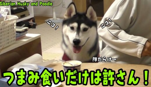 隙を狙ってつまみ食いするハスキー犬が可愛すぎる プードル Husky and Poodle