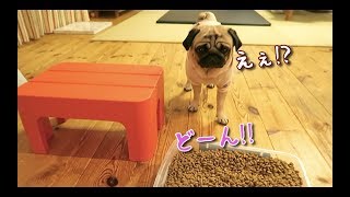 飼い主の予想を裏切る冷静っぷりを披露するパグ犬ぷぅPug