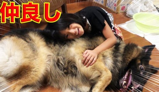 早く抱きしめて♪何時でも一緒・孫娘・シェパード犬マック