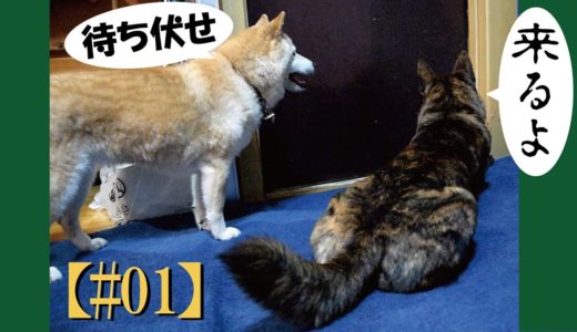 ドアの向こうには甲斐犬と柴犬がいる＝！【#01】