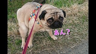 感動の再会のはずがなぜか笑えるパグ犬ぷぅ Pug