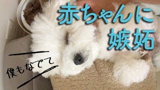 犬が赤ちゃんに嫉妬｜ヤキモチを焼くビションフリーゼわたまる dog jealous of a baby