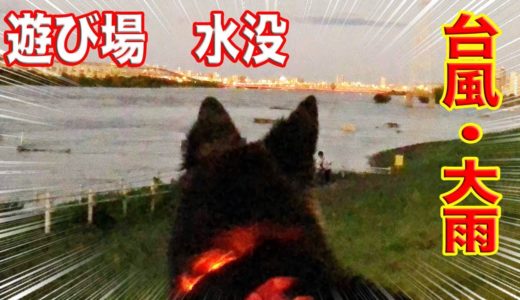 唖然！グランド・遊び場・台風で水没・茫然と佇むシェパード犬マック The typhoon flooded the river.