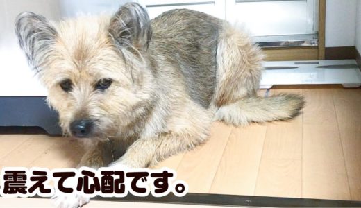 ○○の翌日、元気がなく下半身が震える犬