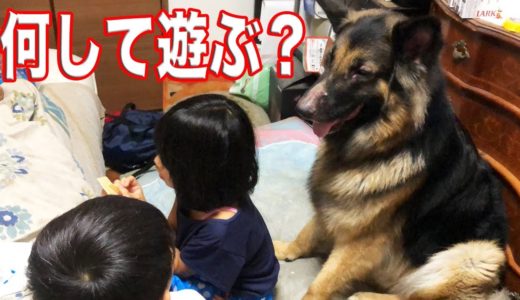 大型犬との一日の過ごし方・マッタリのんびりシェパード犬Have a happy life with your beloved pets.