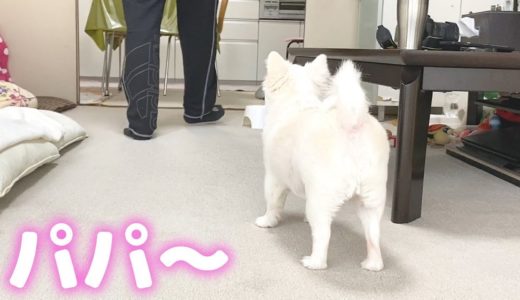 「パパ行かんで」席を立つと寂しそうにする犬！チワワのコハク