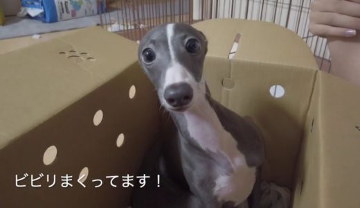 子犬が家に来た！ビビリまくってます！はじめて犬を飼う！【イタグレ】