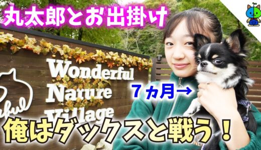 【犬とお出掛け】ワンダフルネイチャービレッジでまさかの大乱闘？＠あきるの市【ももかチャンネル】