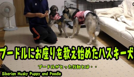 お座りを教えるハスキー犬にプードルがとった行動とは？Husky and Poodle